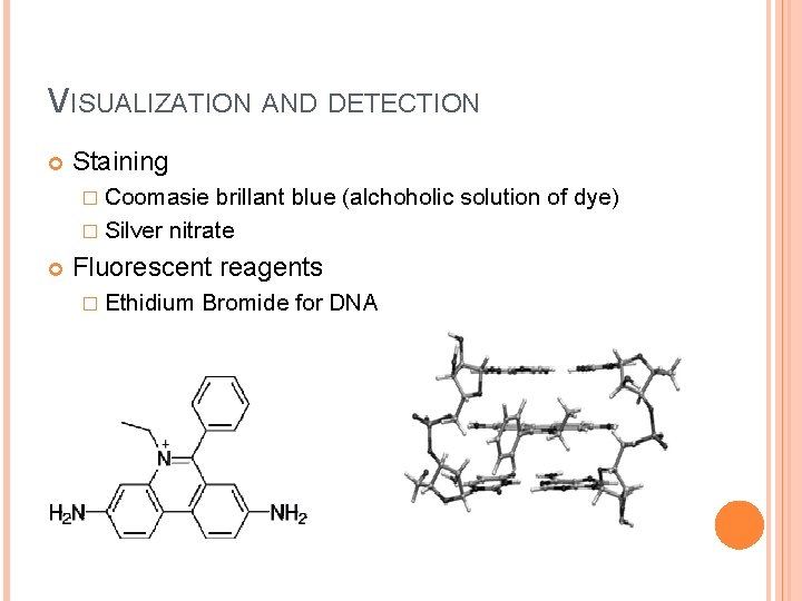 VISUALIZATION AND DETECTION Staining � Coomasie brillant blue (alchoholic solution of dye) � Silver