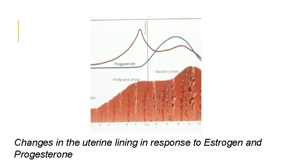 Changes in the uterine lining in response to Estrogen and Progesterone 