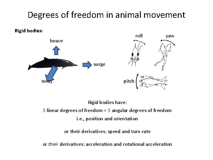 Degrees of freedom in animal movement Rigid bodies: roll heave yaw surge sway pitch