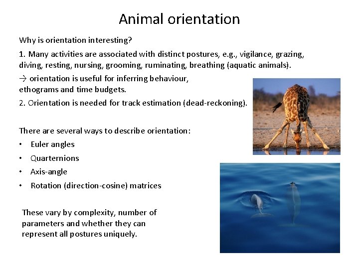 Animal orientation Why is orientation interesting? 1. Many activities are associated with distinct postures,