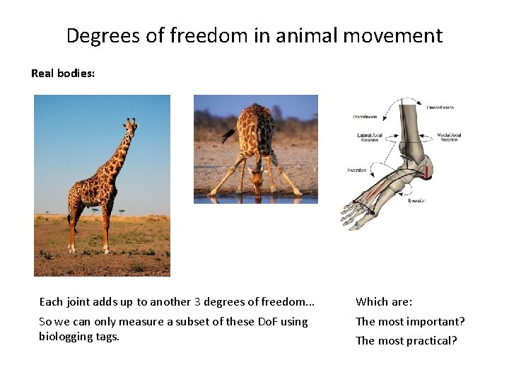 Degrees of freedom in animal movement Real bodies: Each joint adds up to another