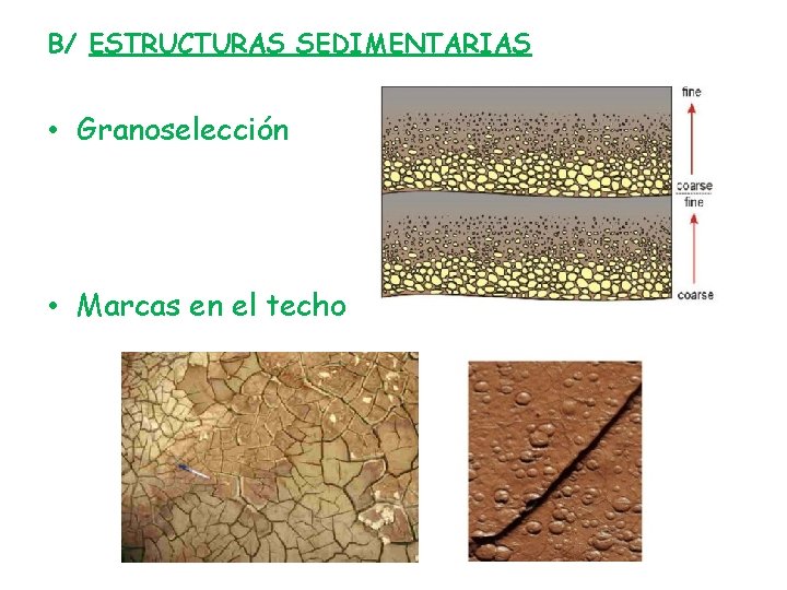 B/ ESTRUCTURAS SEDIMENTARIAS • Granoselección • Marcas en el techo 