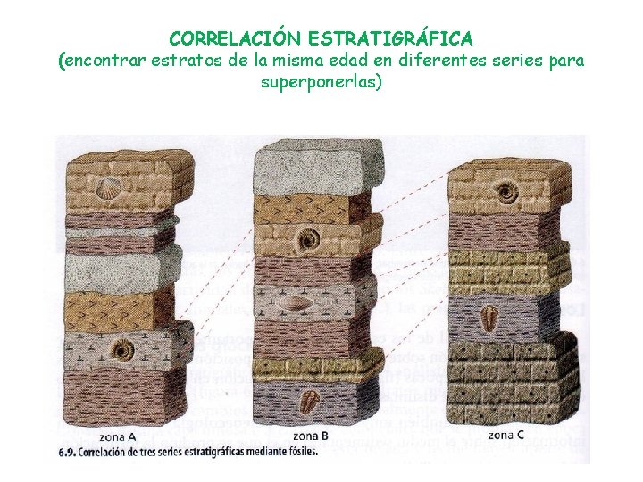 CORRELACIÓN ESTRATIGRÁFICA (encontrar estratos de la misma edad en diferentes series para superponerlas) 