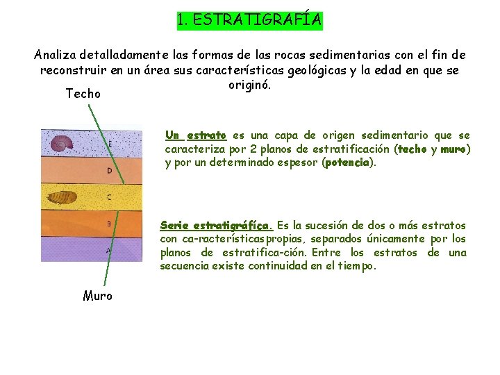 1. ESTRATIGRAFÍA Analiza detalladamente las formas de las rocas sedimentarias con el fin de