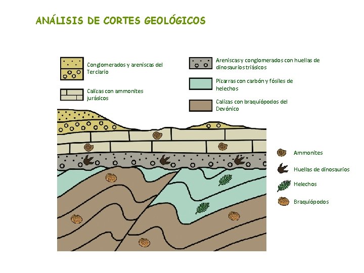 ANÁLISIS DE CORTES GEOLÓGICOS Conglomerados y areniscas del Terciario Calizas con ammonites jurásicos Areniscas