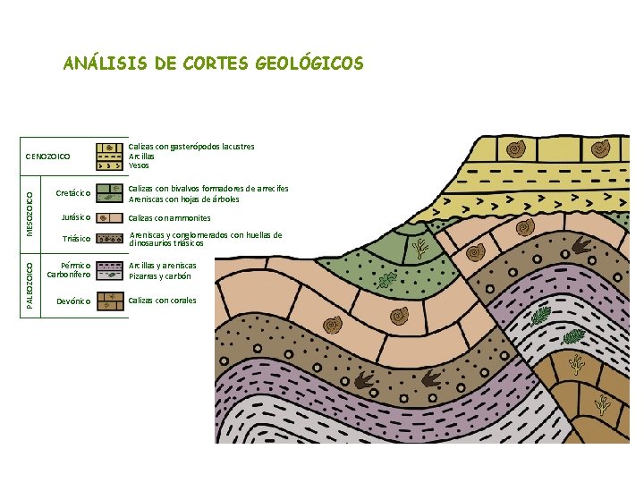 ANÁLISIS DE CORTES GEOLÓGICOS PALEOZOICO MESOZOICO CENOZOICO Cretácico Calizas con gasterópodos lacustres Arcillas Yesos