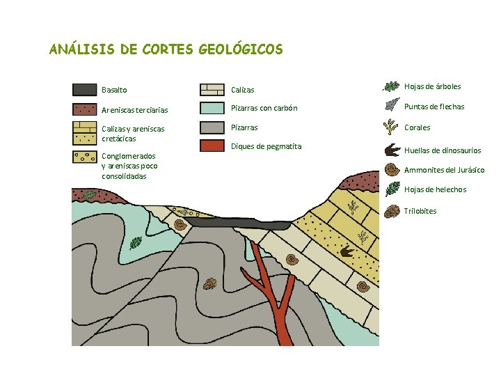 ANÁLISIS DE CORTES GEOLÓGICOS Basalto Calizas Hojas de árboles Areniscas terciarias Pizarras con carbón