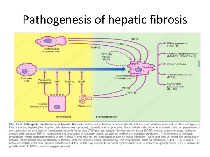 Pathogenesis of hepatic fibrosis 