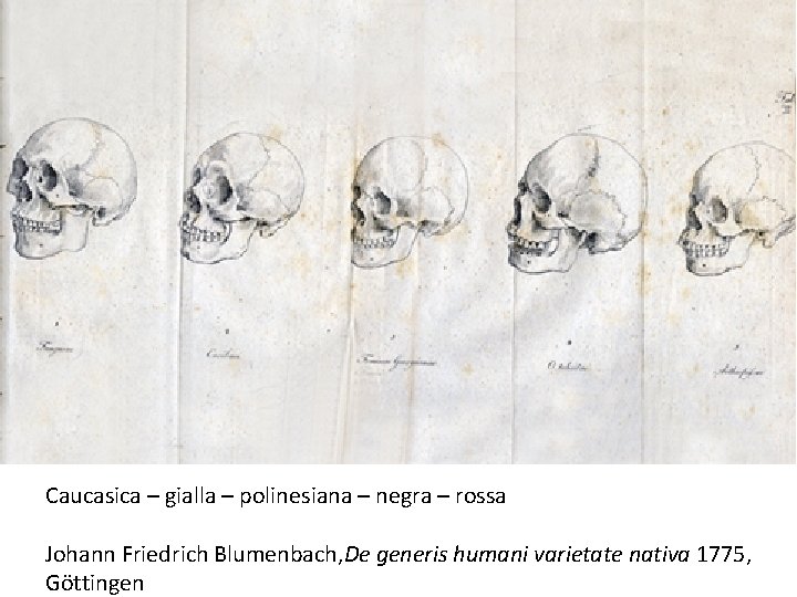 Caucasica – gialla – polinesiana – negra – rossa Johann Friedrich Blumenbach, De generis