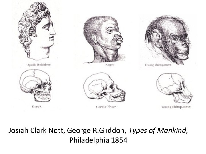 Josiah Clark Nott, George R. Gliddon, Types of Mankind, Philadelphia 1854 