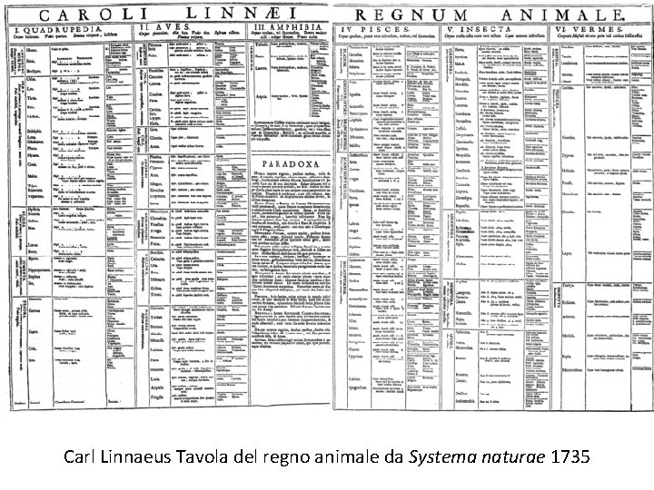 Carl Linnaeus Tavola del regno animale da Systema naturae 1735 