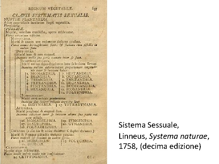 Sistema Sessuale, Linneus, Systema naturae, 1758, (decima edizione) 