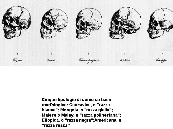 Cinque tipologie di uomo su base morfologica: Caucasica, o "razza bianca"; Mongola, o "razza