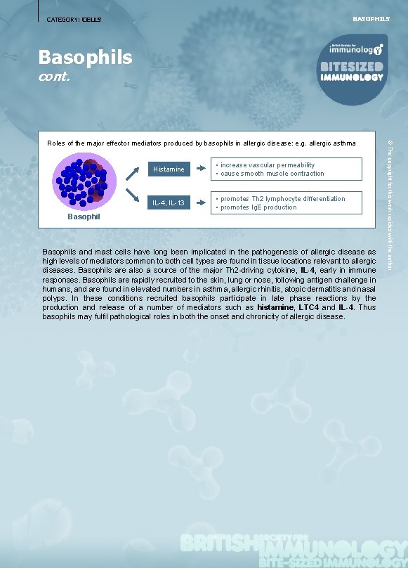 BASOPHILS CATEGORY: CELLS Basophils cont. Histamine • increase vascular permeability • cause smooth muscle