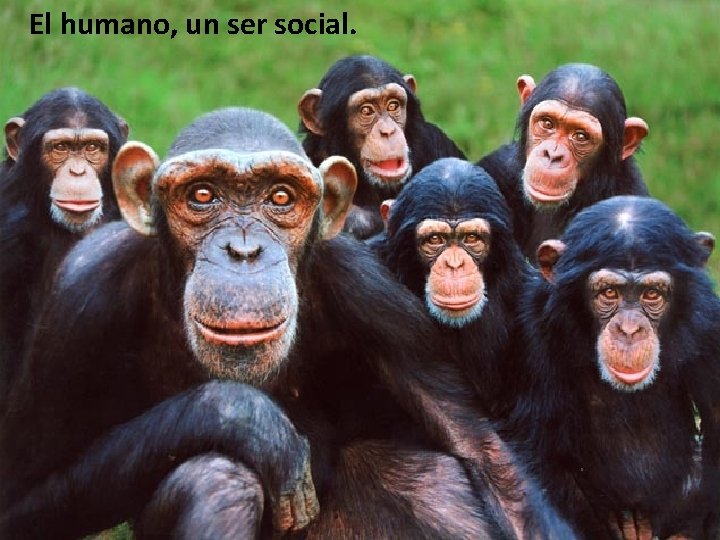 El humano, un ser social. 