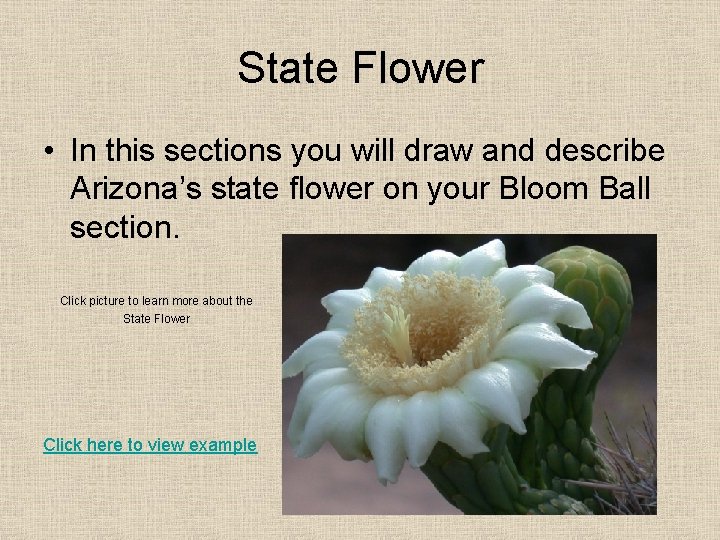 State Flower • In this sections you will draw and describe Arizona’s state flower