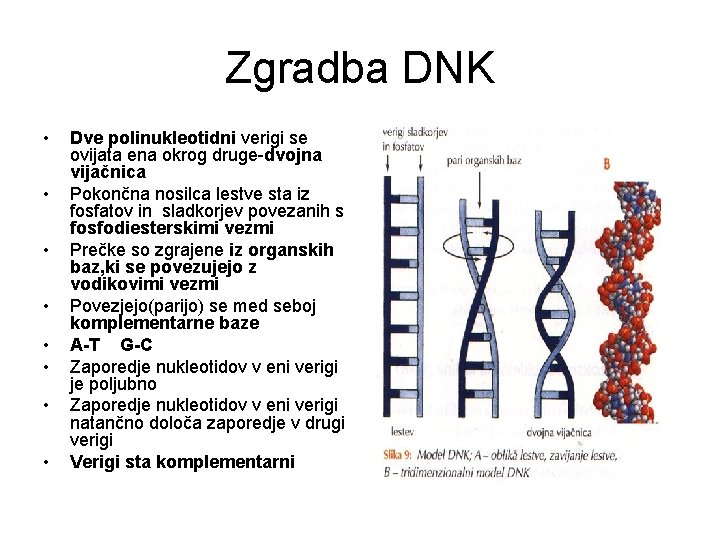 Zgradba DNK • • Dve polinukleotidni verigi se ovijata ena okrog druge-dvojna vijačnica Pokončna
