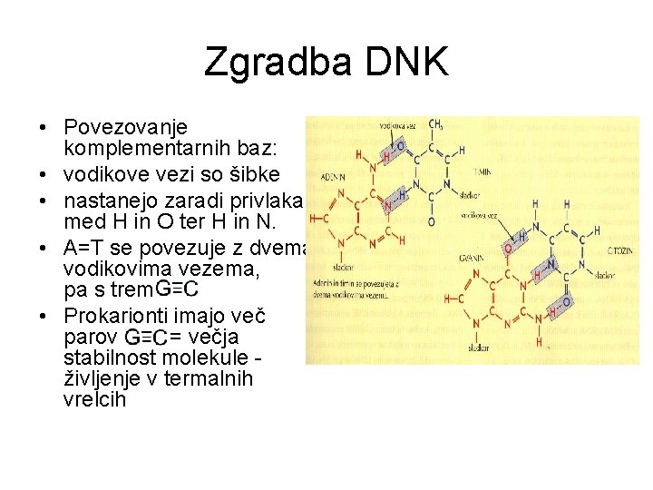 Zgradba DNK • Povezovanje komplementarnih baz: • vodikove vezi so šibke • nastanejo zaradi