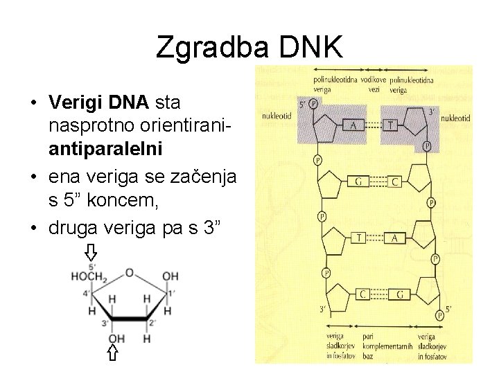 Zgradba DNK • Verigi DNA sta nasprotno orientiraniantiparalelni • ena veriga se začenja s
