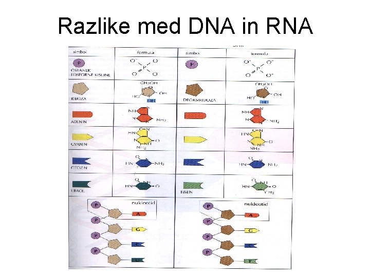 Razlike med DNA in RNA 