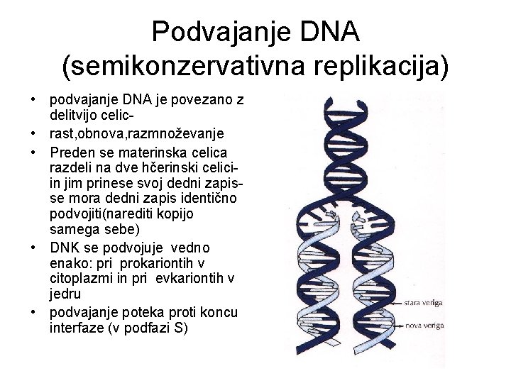 Podvajanje DNA (semikonzervativna replikacija) • podvajanje DNA je povezano z delitvijo celic • rast,