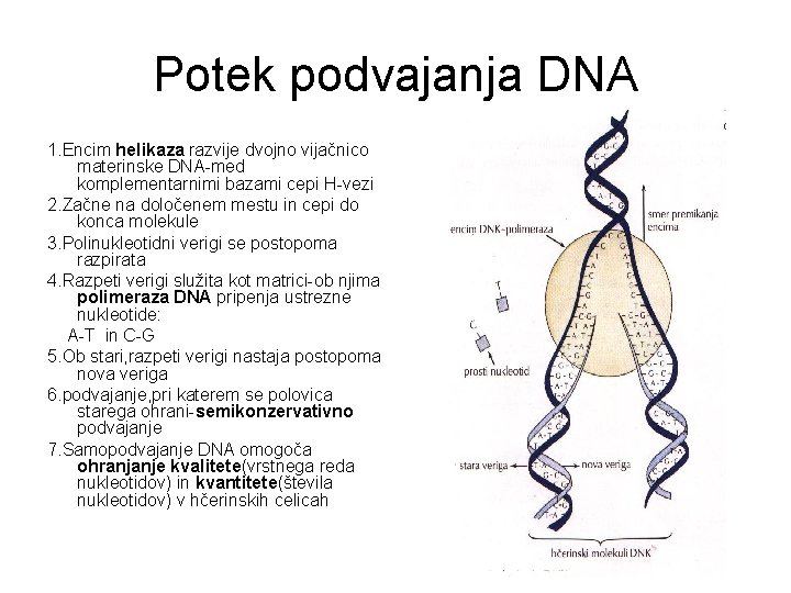 Potek podvajanja DNA 1. Encim helikaza razvije dvojno vijačnico materinske DNA-med komplementarnimi bazami cepi