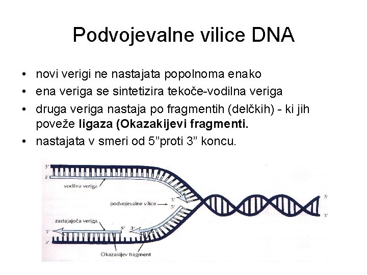 Podvojevalne vilice DNA • novi verigi ne nastajata popolnoma enako • ena veriga se