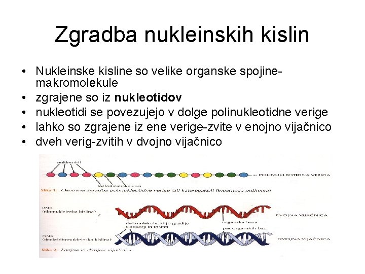 Zgradba nukleinskih kislin • Nukleinske kisline so velike organske spojinemakromolekule • zgrajene so iz