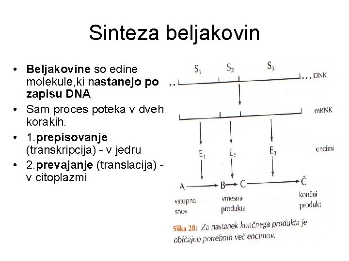 Sinteza beljakovin • Beljakovine so edine molekule, ki nastanejo po zapisu DNA • Sam