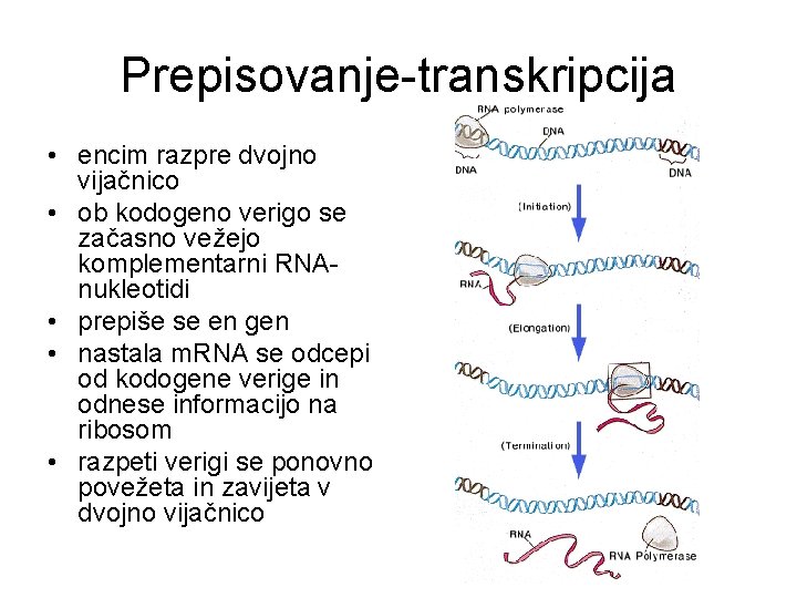 Prepisovanje-transkripcija • encim razpre dvojno vijačnico • ob kodogeno verigo se začasno vežejo komplementarni