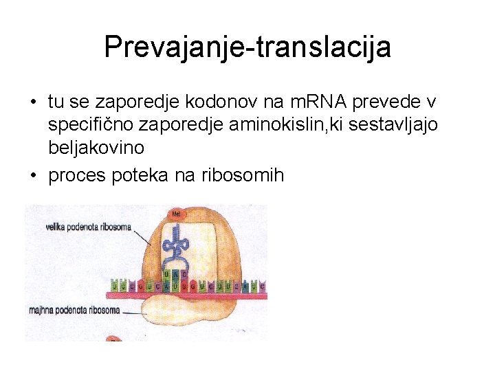 Prevajanje-translacija • tu se zaporedje kodonov na m. RNA prevede v specifično zaporedje aminokislin,