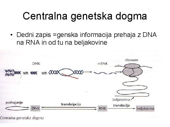 Centralna genetska dogma • Dedni zapis =genska informacija prehaja z DNA na RNA in