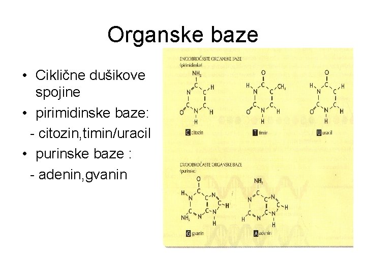 Organske baze • Ciklične dušikove spojine • pirimidinske baze: - citozin, timin/uracil • purinske