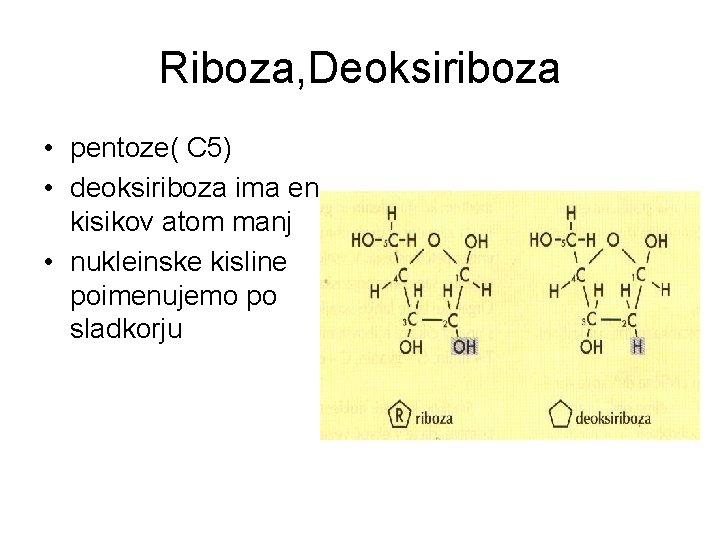 Riboza, Deoksiriboza • pentoze( C 5) • deoksiriboza ima en kisikov atom manj •