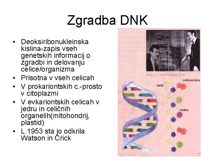 Zgradba DNK • Deoksiribonukleinska kislina-zapis vseh genetskih informacij o zgradbi in delovanju celice/organizma •