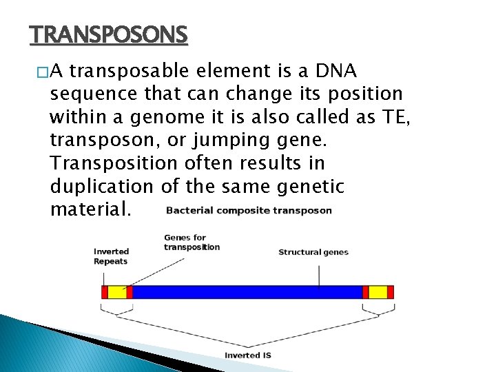TRANSPOSONS �A transposable element is a DNA sequence that can change its position within