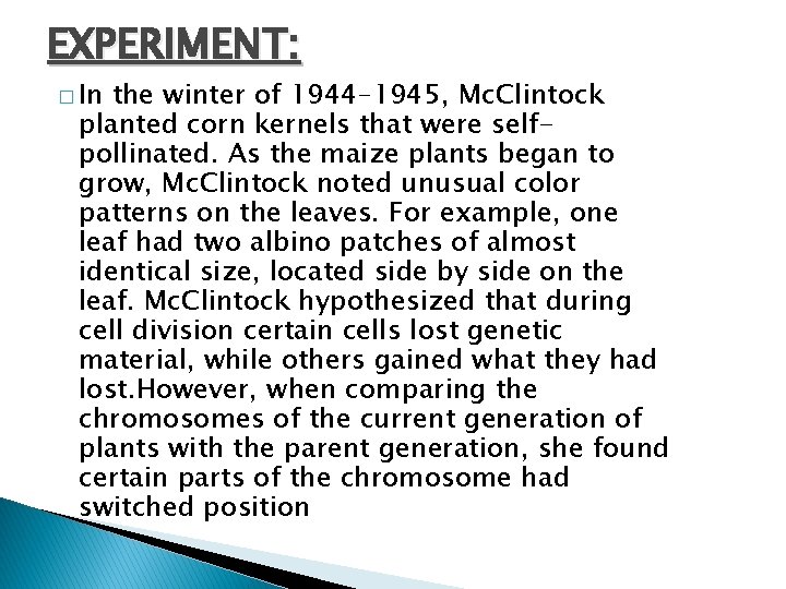 EXPERIMENT: � In the winter of 1944– 1945, Mc. Clintock planted corn kernels that