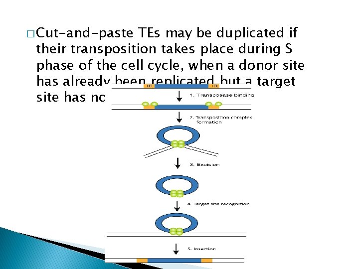 � Cut-and-paste TEs may be duplicated if their transposition takes place during S phase