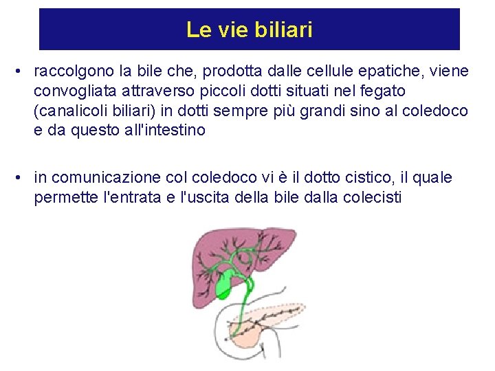 Le vie biliari • raccolgono la bile che, prodotta dalle cellule epatiche, viene convogliata