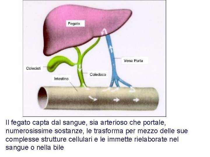 Il fegato capta dal sangue, sia arterioso che portale, numerosissime sostanze, le trasforma per