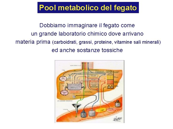 Pool metabolico del fegato Dobbiamo immaginare il fegato come un grande laboratorio chimico dove