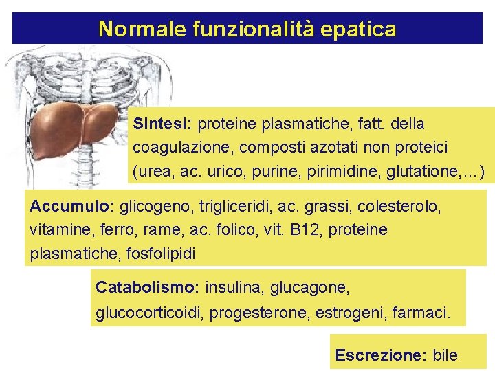 Normale funzionalità epatica Sintesi: proteine plasmatiche, fatt. della coagulazione, composti azotati non proteici (urea,