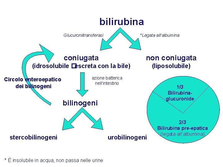 bilirubina Glucuroniltransferasi *Legata all’albumina coniugata non coniugata (idrosolubile �escreta con la bile) (liposolubile) Circolo