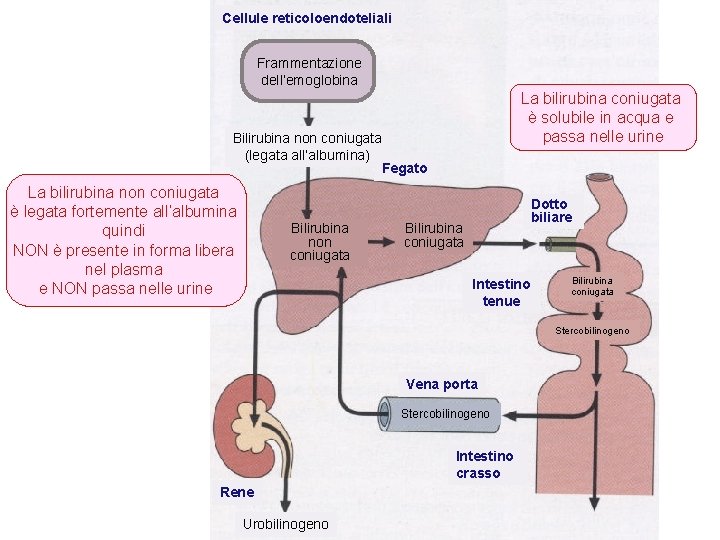 Cellule reticoloendoteliali Frammentazione dell’emoglobina La bilirubina coniugata è solubile in acqua e passa nelle