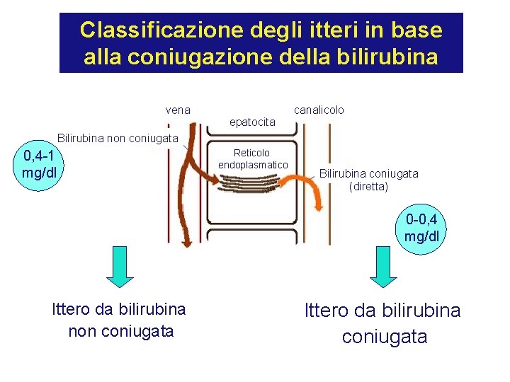 Classificazione degli itteri in base alla coniugazione della bilirubina vena epatocita canalicolo Bilirubina non