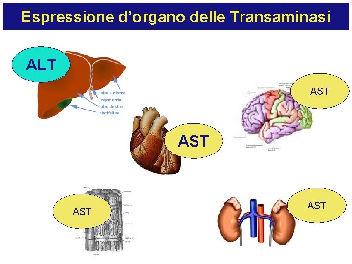 Espressione d’organo delle Transaminasi ALT AST AST 