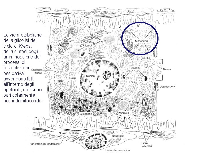 Le vie metaboliche della glicolisi del ciclo di Krebs, della sintesi degli amminoacidi e