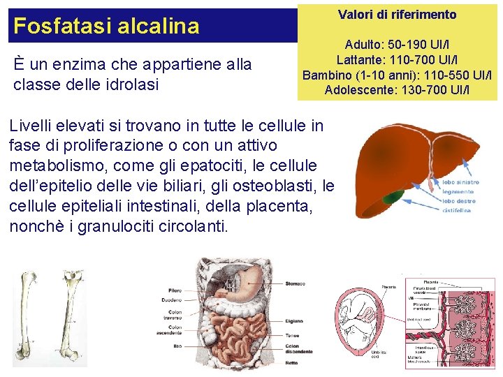 Fosfatasi alcalina È un enzima che appartiene alla classe delle idrolasi Valori di riferimento