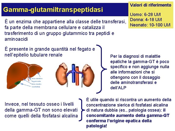 Valori di riferimento Gamma-glutamiltranspeptidasi Uomo: 6 -28 UI/l È un enzima che appartiene alla