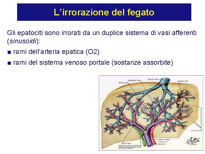 L’irrorazione del fegato Gli epatociti sono irrorati da un duplice sistema di vasi afferenti